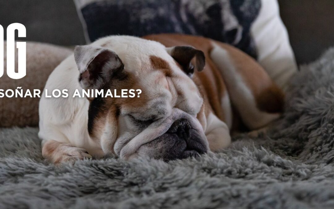 ¿Suelen soñar los animales?