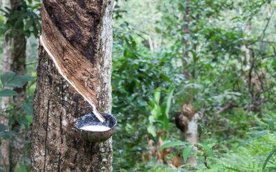 El colchón de látex. El descanso natural fruto de la innovación