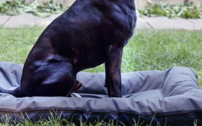 Colchones para perros y gatos de terraza y jardín impermeables