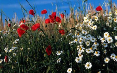 La primavera, el sueño altera